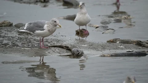 Gulls biting the spawning salmons and eating the dead salmons Stock Footage 221854432