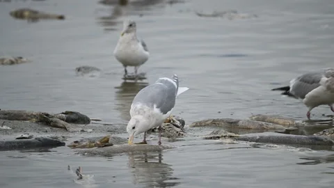 Gulls biting the spawning salmons and eating the dead salmons Stock Footage 221854435
