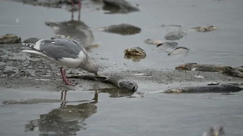 Gulls biting the spawning salmons and eating the dead salmons Stock Footage 221854460