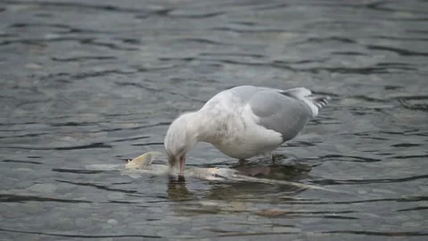 Gulls biting the spawning salmons and eating the dead salmons Stock Footage 221854463
