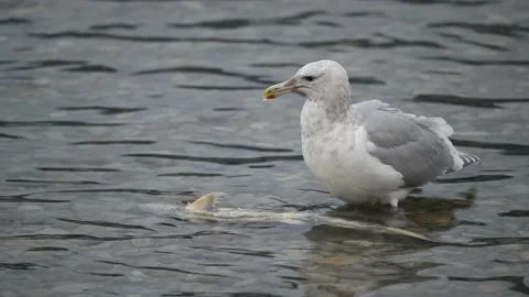 Gulls biting the spawning salmons and eating the dead salmons Stock Footage 221854464