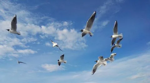 Gulls on blue sky background Stock Photos