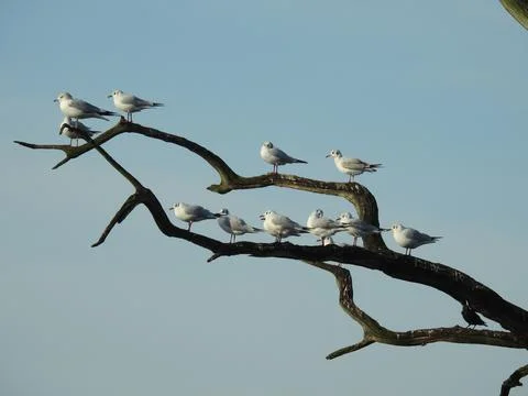 Gulls on a branch Stock Photos
