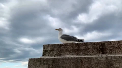 Gulls on the building Stock Footage 157755561