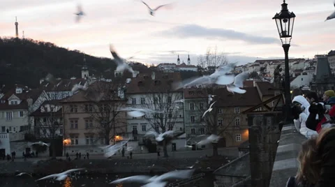 Gulls on the Charles Bridge in Prague Stock Footage 34290053