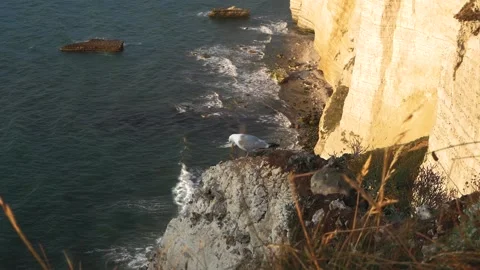 Gulls chilling on a mountain in front of the sea Stock Footage 173560733