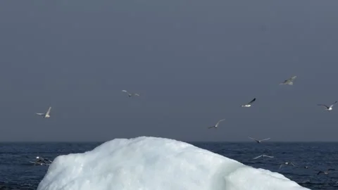 Gulls Circling Around Iceberg Tip Near Nuuk Greenland Stock Footage 345530418