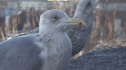 Gulls in the city Stock Footage 58832246