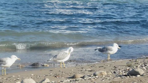 Gulls cleaning feathers on the beach under the sun. Sea birds interacting wi 動画素材 333470277