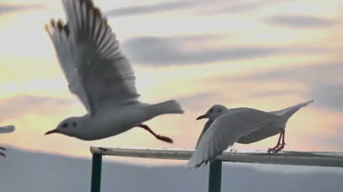 Gulls close up Stock Footage 146830196