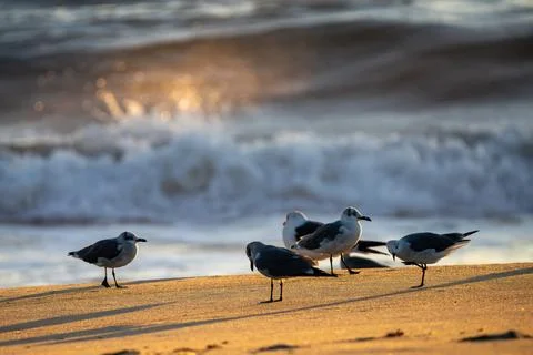 Gulls at dawn Stock Photos