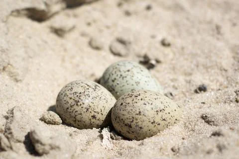 Gulls eggs Stock Photos