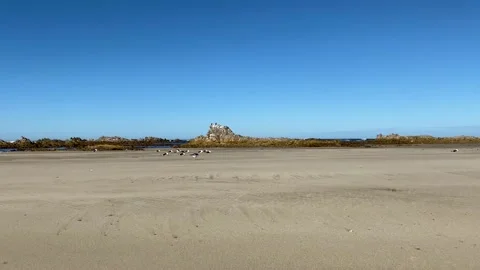Gulls on an empty beach Stock Footage 201298753
