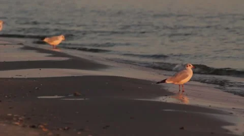 Gulls in the evening Stock Footage 40675081