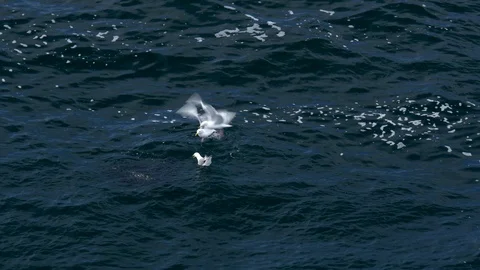 Gulls feed on ocean's surface at Cape Flattery Washington state. Stock Footage 99598021