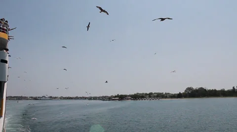 Gulls feeded by people on ferry Stock Footage 30672064
