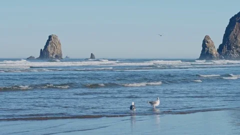 Gulls feeding on Cannon Beach with Haystack Rock in background Stock Footage 69294415