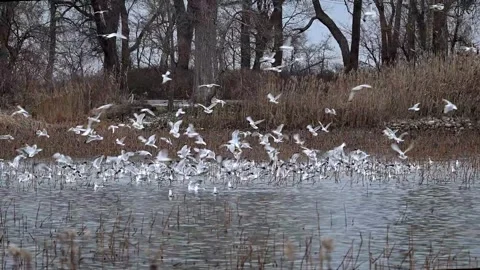 Gulls Feeding 動画素材 261606604