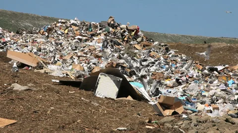 Gulls Feeding at Landfill Stock Footage 38425939
