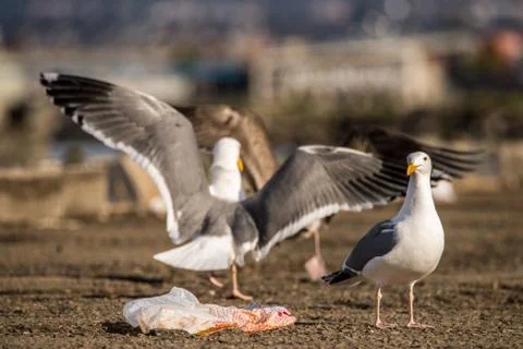 Gulls fighting over a littered plastic bag with food in it Фото