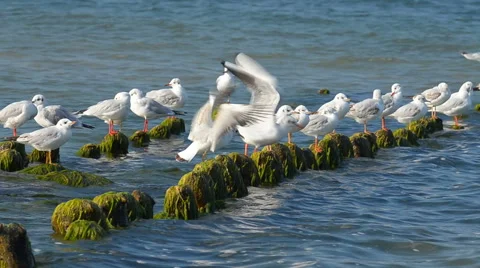 Gulls fighting for a place on the breakwater Video stock 43218751
