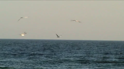 Gulls fish Stock Footage 917365