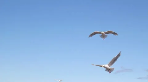 Gulls in flight Stock Footage 7906925