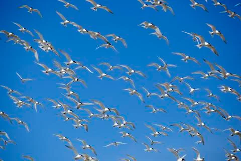 Gulls in flight Stock Photos