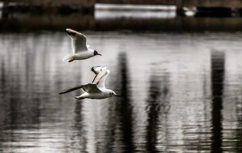 Gulls in flight Stock Photos