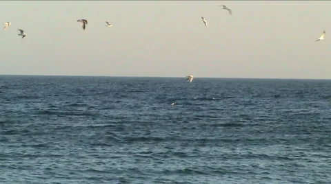 Gulls, flight, sea Stock Footage 917383