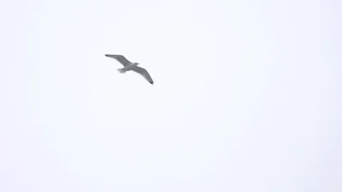 Gulls in flight in the sky Stock Footage 91395673