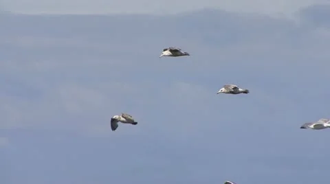 Gulls in Flight Slow Stock Footage 11152596