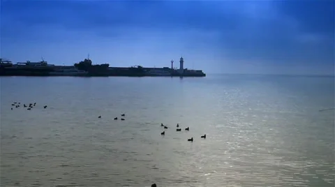 Gulls floating at-sea Stock-Footage 33523720