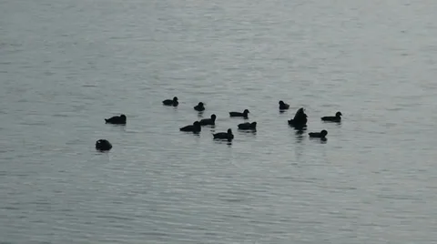 Gulls floating at-sea Stock Footage 33523769