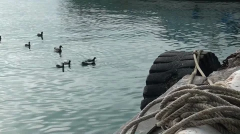 Gulls floating at-sea Stock Footage 33523832