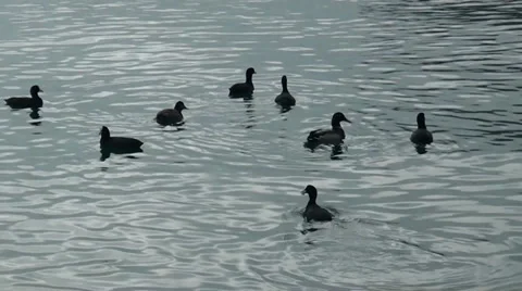 Gulls floating at-sea Stock-Footage 33523859