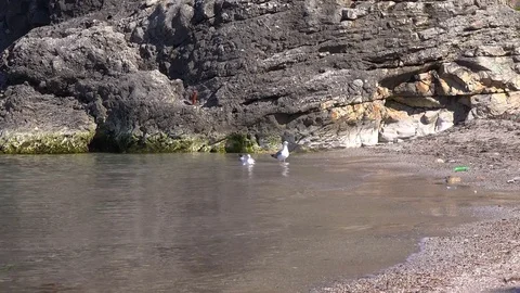 Gulls floating in the sea near the shore Stock Footage 73828341