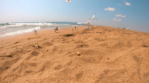 Gulls.A flock of hungry birds quickly eats food.Sea.Beach. Stock Footage 98390175