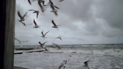 Gulls fly and hover over the ocean. Stock Footage 144875506