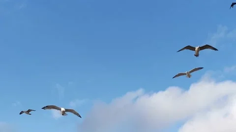 Gulls fly in the blue sky. A flock of gulls soars high in the clouds Stock Footage 140058463