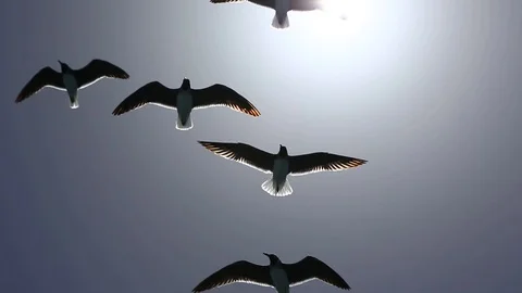 Gulls fly Stock Footage 111192113