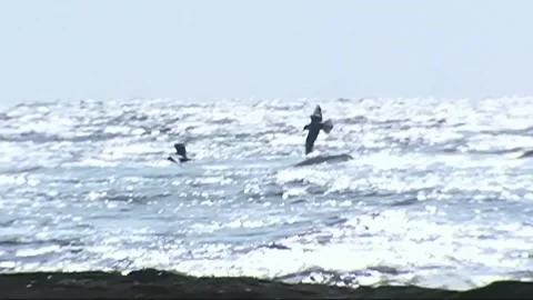 Gulls fly Stock Footage 235264490