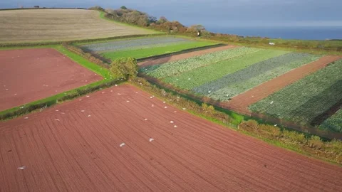 Gulls in fly over autumn Fields and Farms from a drone, Sheldon, Devon, England Stock-Footage 318625384
