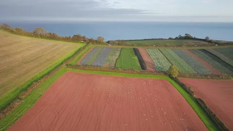Gulls in fly over autumn Fields and Farms from a drone, Sheldon, Devon, England Stock-Footage 318625390