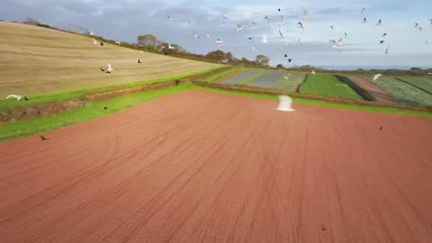 Gulls in fly over autumn Fields and Farms from a drone, Sheldon, Devon, England Stock-Footage 318625395