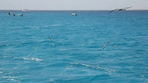 Gulls fly over red sea Stock Footage 11001491