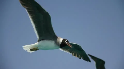 Gulls fly over red sea Stock Footage 11001518
