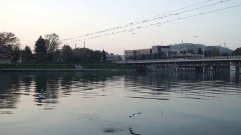 Gulls fly over the river water - fighting for food Stock Footage 82474574