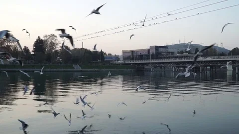 Gulls fly over the river water - fighting for food Stock Footage 82474598