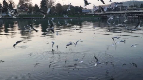 Gulls fly over the river water - fighting for food Stock Footage 82474622